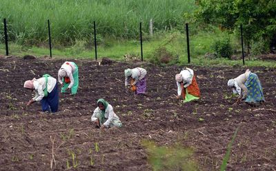 Andhra Pradesh: seeds corporation gearing up to distribute subsidised groundnut seed