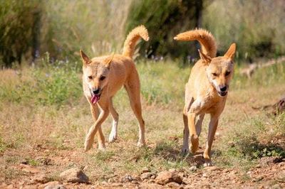 Are dingoes dogs or wolves? Surprise, they’re neither