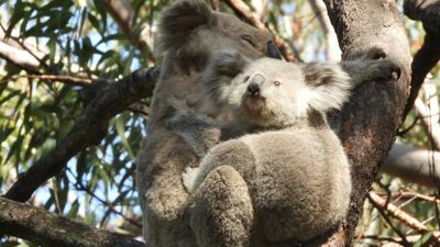 Citizen scientists uncover hidden koala population at Heathcote National Park near Sydney