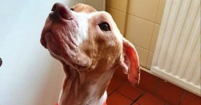 Search for person who neglected 'severely emaciated' dog left tied to a tree