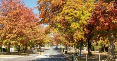 Canberra's urban trees receive global recognition