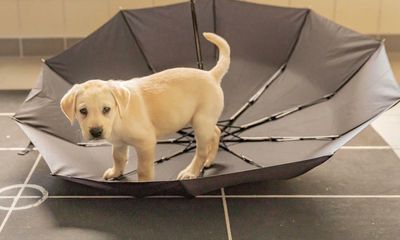 UK guide dog charity seeks brainy puppies to help breed problem-solvers
