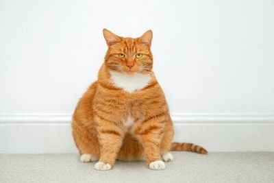 How to help your pet lose weight: 4 tips for healthy cats and dogs