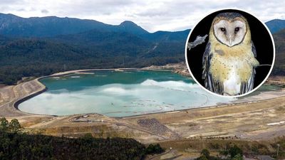 Bob Brown Foundation loses federal court bid to stop MMG mine tailing dams in Tarkine over masked owl concerns