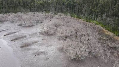 Mangroves killed during Black Summer bushfires near Batemans Bay are not growing back