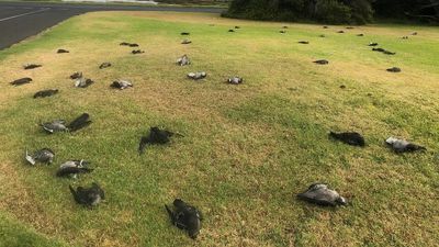 Dozens of dead shearwaters found in Port Fairy for fourth year in a row