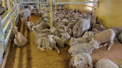 Live export policy position of Labor not clear say WA livestock producers