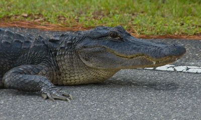 Gator aid: Florida couple call for help after can-do alligator drinks Diet Cokes