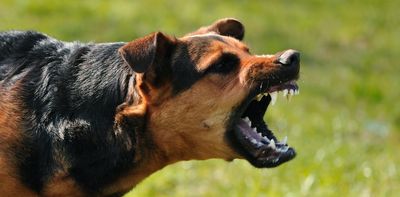 What to do in a dog attack – and why they hate posties so much