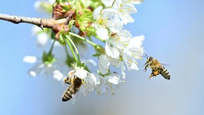 A natural history of friendship