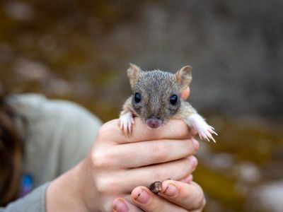 Bettongs doing well on SA mainland