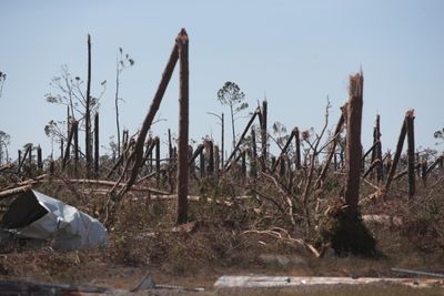 Good Things Come In Trees: Florida City Works To Restore Canopy 5 Years After Hurricane Michael