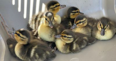 Ducklings saved from certain 'quack-tastrophe' on main road by local wildlife photographer