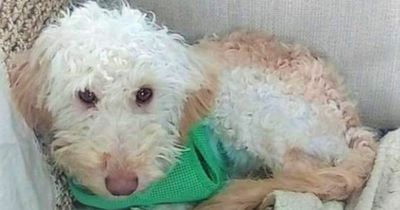 Rescue puppy lost in South Belfast 24 hours after being rehomed