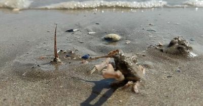 Strange spikes spotted poking up on popular beaches as expert reveals what they are