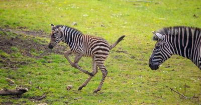 Bristol Zoo's Wild Place Project needs a name for new zebra foal