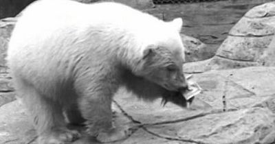 When an Edinburgh Zoo polar bear broke free and eight other alarming escapes