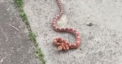 Glasgow man left stunned after discovering snake in his back garden in Drumchapel
