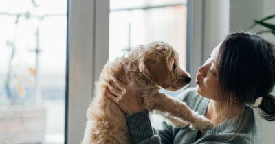 Dental expert shares 'grim' reasons why you shouldn't let your dog kiss you