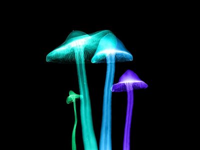 Berner Joins The Benzinga Psychedelics Advisory Council