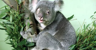 One-eyed Edinburgh Zoo koala dies after suffering 'chronic health issues'