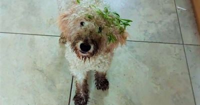 Rescue dog who escaped new family is found by foster his brother, Bisto