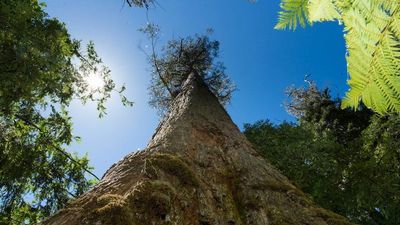 Tasmania goes into carbon negative, with researchers saying native forests must be preserved