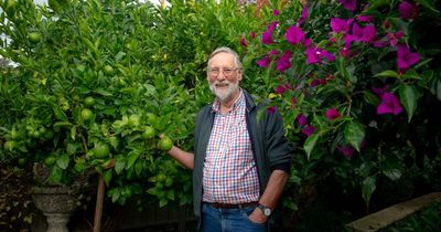 Is this Canberra's oldest Meyer lemon tree?