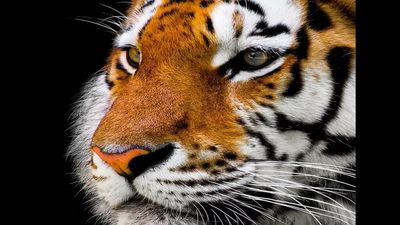 ‘Tiger’ sparks panic in Andhra Pradesh villages