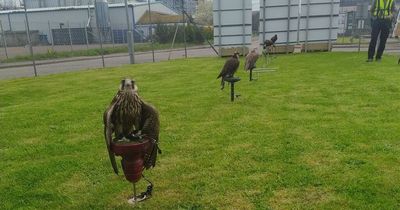 'Small army' of falcons and hawks guard Scots recycling centre from 'menacing' seagulls