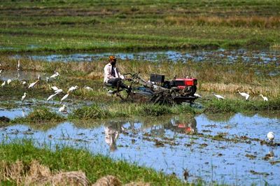 'No harvest': Sri Lanka's ruling clan sees support from farmers wilt