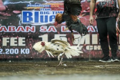 Philippines’ Duterte seeks to end lucrative online cockfighting