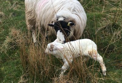 Country diary: I’m up with the sun, to check on the lambs and yows