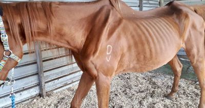 Malnourished horse Jet dies