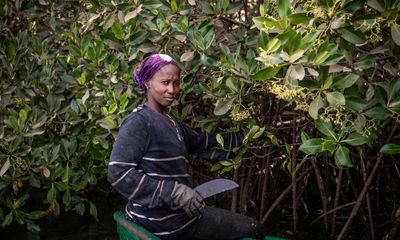 Stewards of the forest: the pioneering women’s collective harvesting the Gambia’s oysters