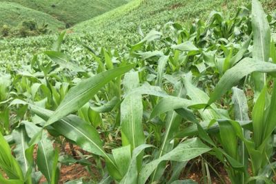 Cabinet approves imports of animal feed over shortage