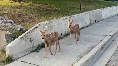 VIDEO: Oh Deer: Bambi And Family Visit Canadian Resort Town