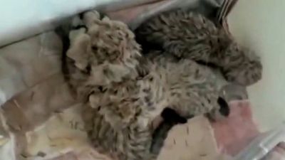 VIDEO: Rarely Spotted: Adorable Critically Endangered Asiatic Cheetahs Born In Captivity