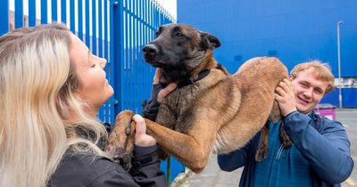 Goodison Park dog Myra hailed as Everton's 'leader' after Chelsea game