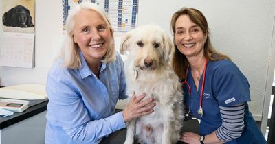 Northumberland rescue dog who nearly died from random wound is saved by blood transfusions