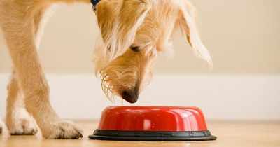 Scientists surprised by how often you should actually feed your dog to keep them healthy