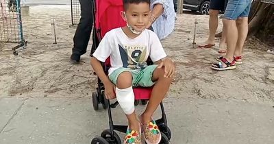 Brave boy, 8, survives shark attack after punching sea predator on the nose