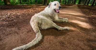 Six insane dogs achieving Guinness World Records - from longest tail to fastest rider