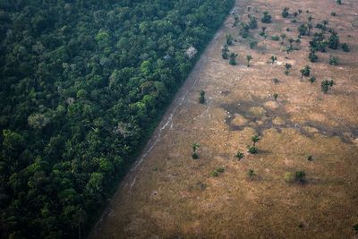 The world is losing way too many trees