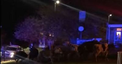 Bewildering sight of cows on the run in town as police round them up