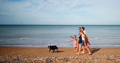 Warning as dogs more likely to die from hot walks than being left in car