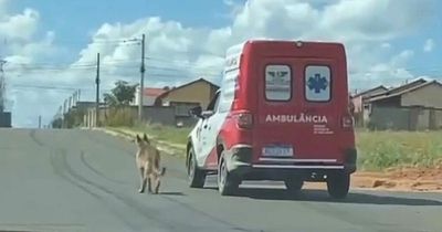 Loyal dog walks FIVE MILES beside ambulance after his owner leaves hospital