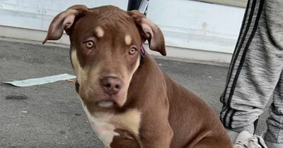 Blind man reunited with £6,500 puppy after bat-wielding thugs made off with her