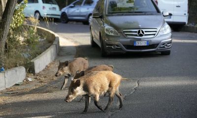 Rome residents impose curfew after spate of wild boar attacks