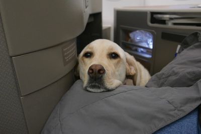 Should pets be allowed on planes? Change in Australian law prompts fierce debate